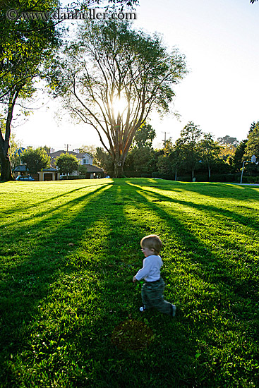 jack-in-tree-shadow-2.jpg