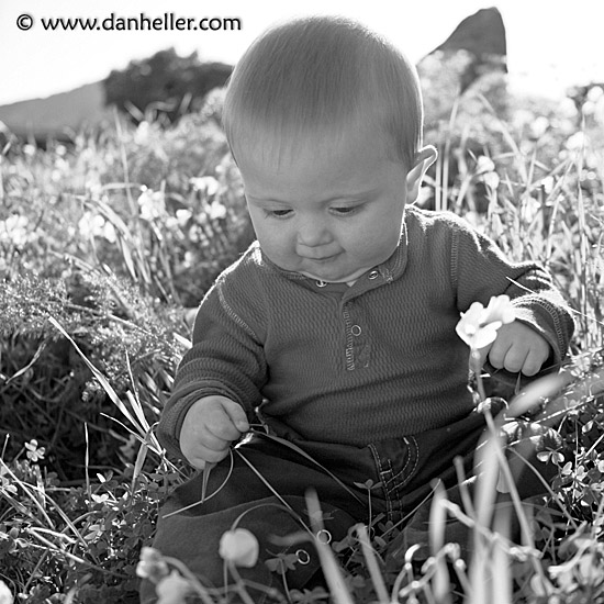 jack-in-grass-bw-1.jpg