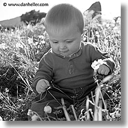 babies, black and white, boys, grass, infant, jacks, jan feb, square format, photograph