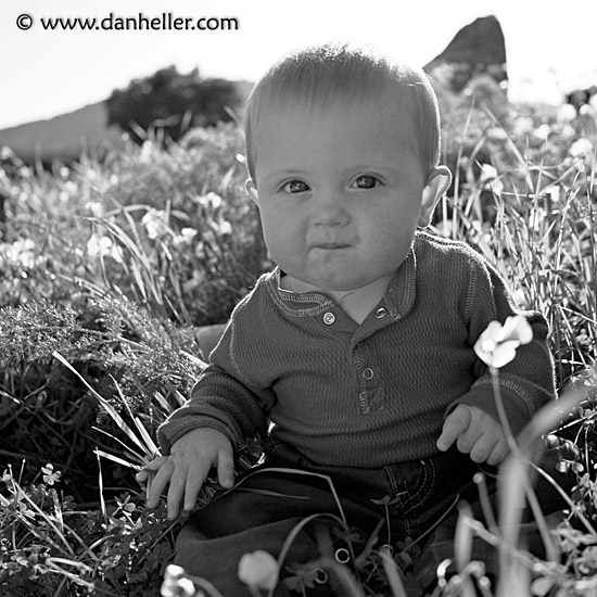 jack-in-grass-bw-2.jpg