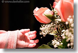 babies, boys, horizontal, infant, jacks, jan feb, roses, photograph